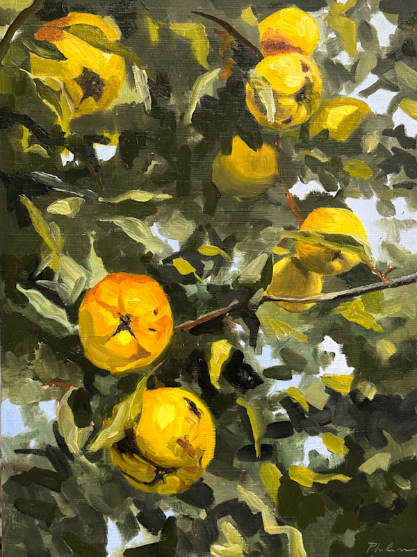 Quince tree by Philine van der Vegte