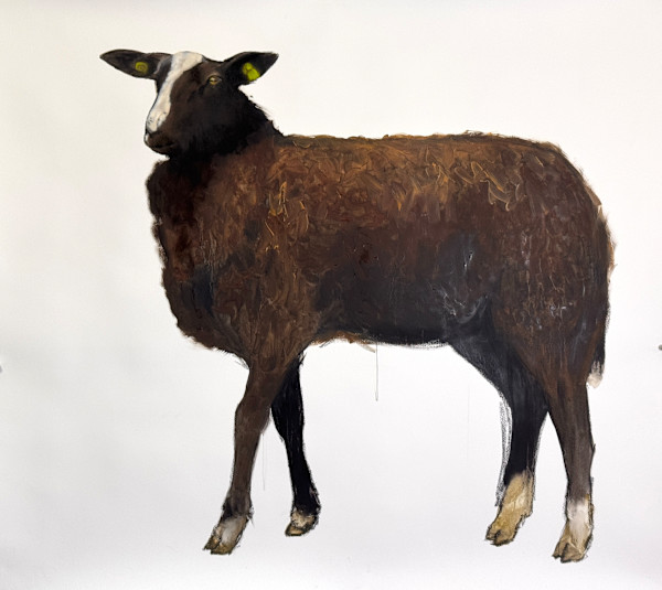Yearling Zwartbles ewe by Philine van der Vegte, Image 1.