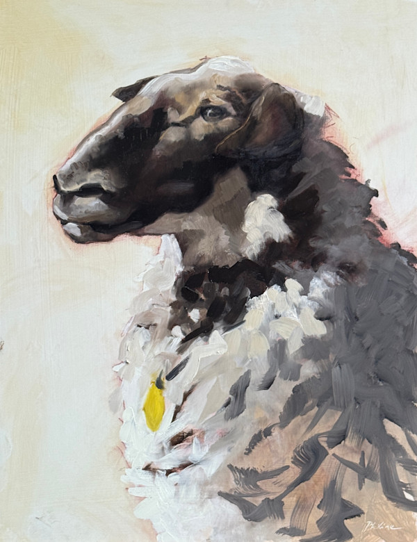 Schoonebeeker sheep, head study by Philine van der Vegte, Image 2.