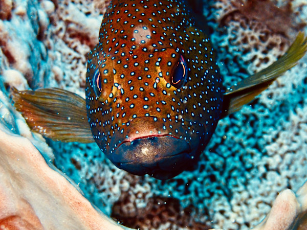 Curious by DJ Kissinger, Image 1.