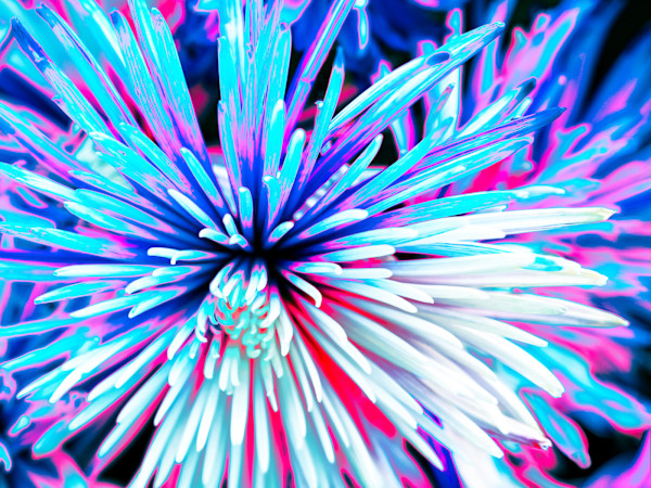 Aqua Nova by Pamela Beck