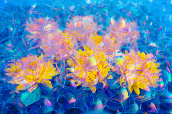 Ariel's Garden by Pamela Beck