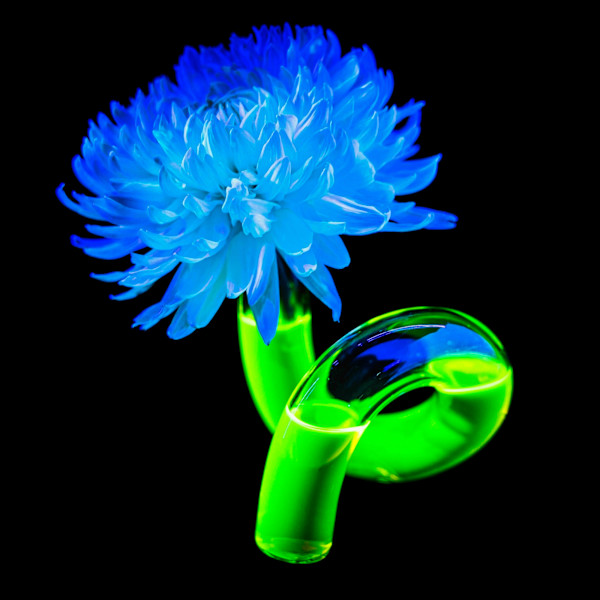 Moon Glow by Pamela Beck