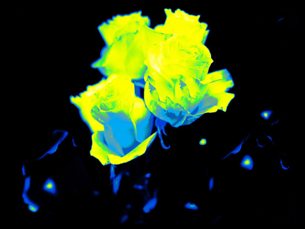 Celestial Roses, Yellow by Pamela Beck