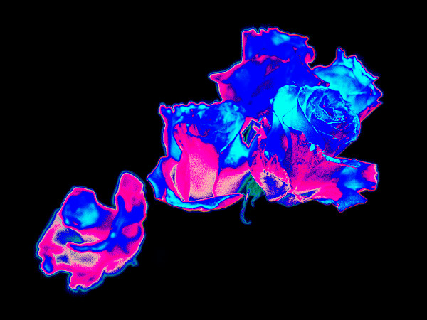 Celestial Roses, Blue by Pamela Beck