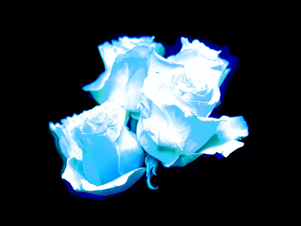 Celestial Roses, White by Pamela Beck