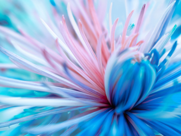 Sea Nymph by Pamela Beck