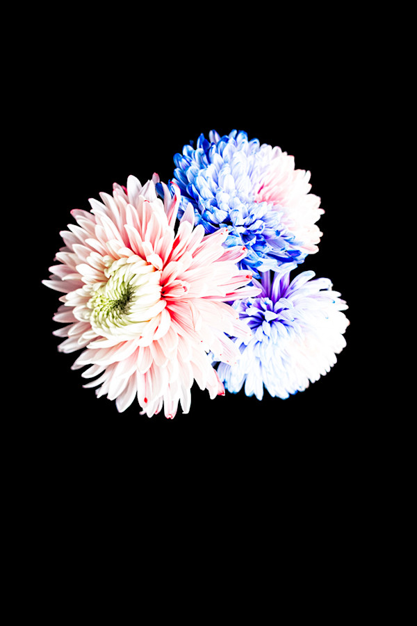 Rainbow Mums in Orbit, Rouge by Pamela Beck