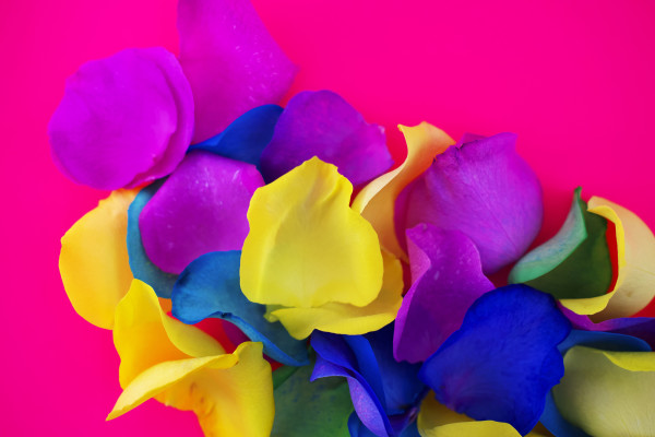 Hot Pink by Pamela Beck