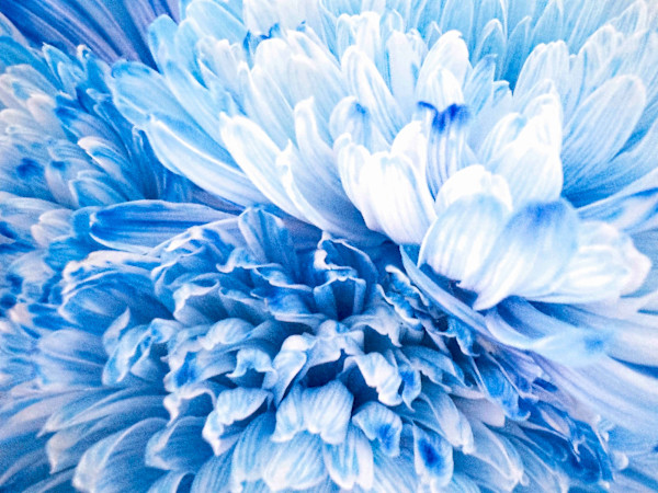 Butterfly by Pamela Beck