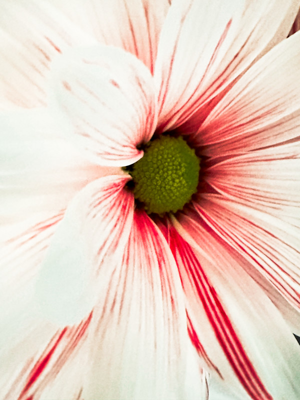 Candy Cane Daisy by Pamela Beck