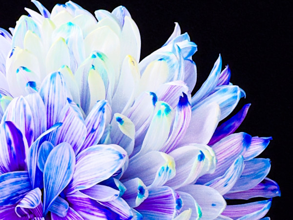 Multicolor Mum by Pamela Beck