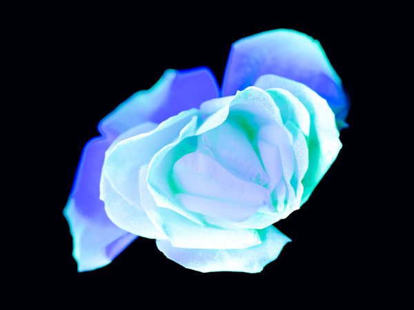 Rosebud by Pamela Beck