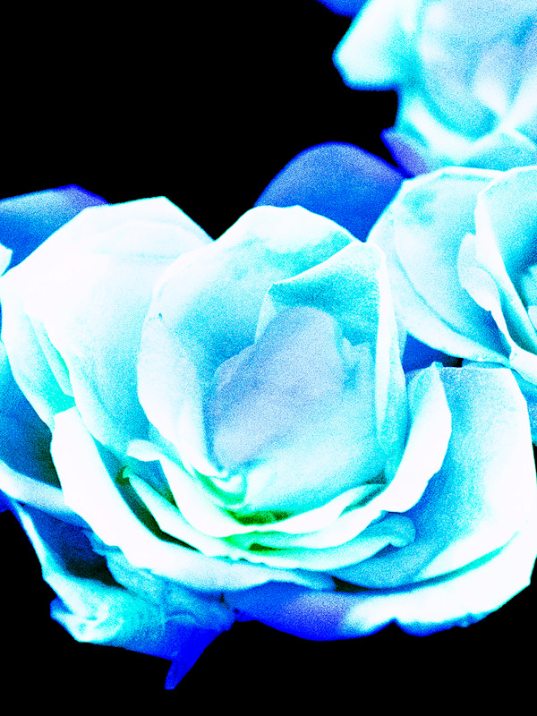 Ethereal Roses, 3 by Pamela Beck