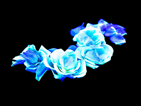 Ethereal Roses by Pamela Beck