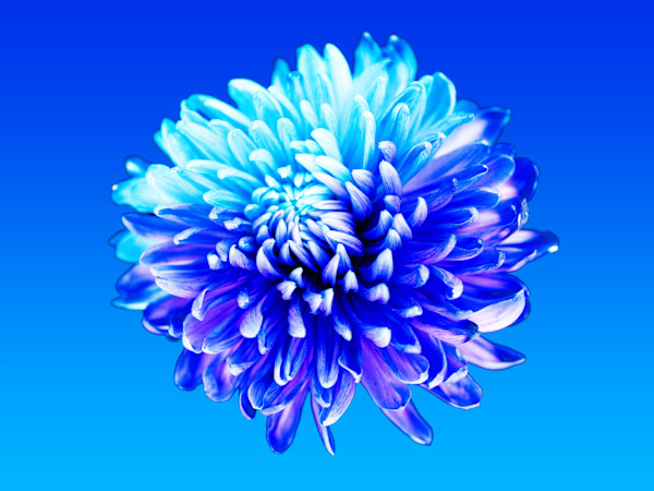 Mum's The Word, Blue by Pamela Beck