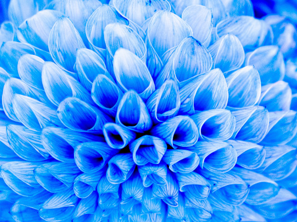 Dreamy Dahlia by Pamela Beck