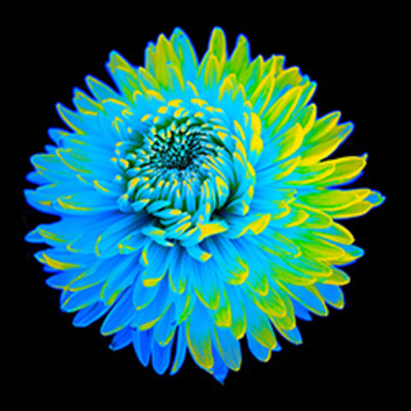 Don't Toy With Me, Aqua by Pamela Beck