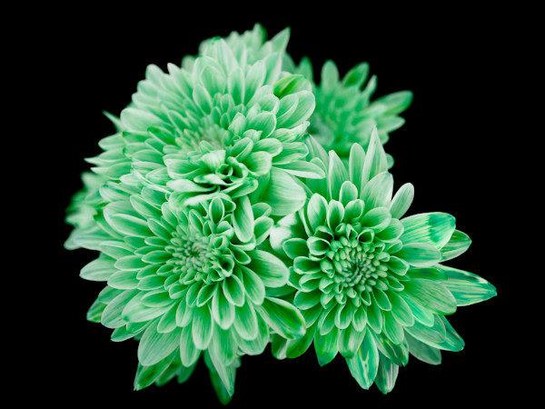 Josephine's Secret by Pamela Beck