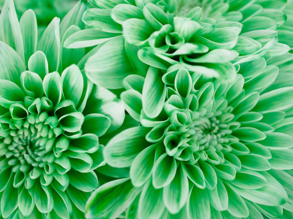 Mint Julep by Pamela Beck