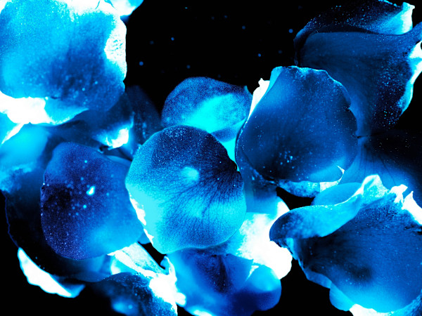 Midnight Garden by Pamela Beck