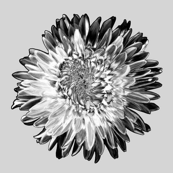Mademoiselle, Neige by Pamela Beck, Image 1.