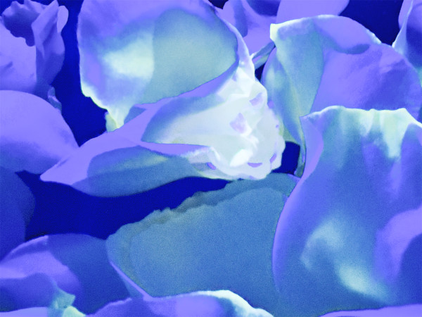 Neptune's Roses 2/15 by Pamela Beck