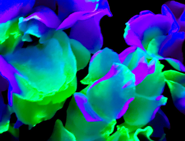 Alice In Wonderland by Pamela Beck