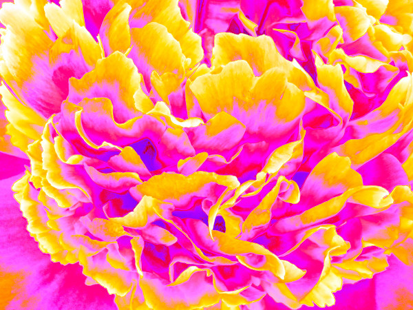 Peonies In Paris, Soleil by Pamela Beck