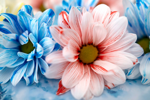 Daisy Brigade by Pamela Beck