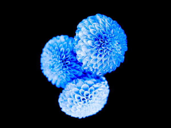 Dreamy Dahlia Bouquet by Pamela Beck