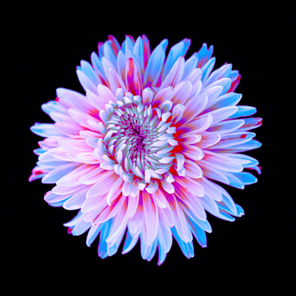 Don't Toy With Me, Periwinkle by Pamela Beck