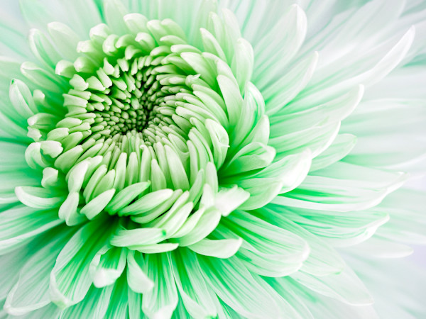 Green Goddess by Pamela Beck