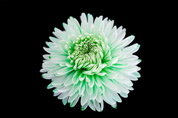 Irish Lassie by Pamela Beck