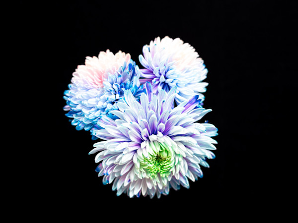 Rainbow Mums In Orbit, Lilac by Pamela Beck