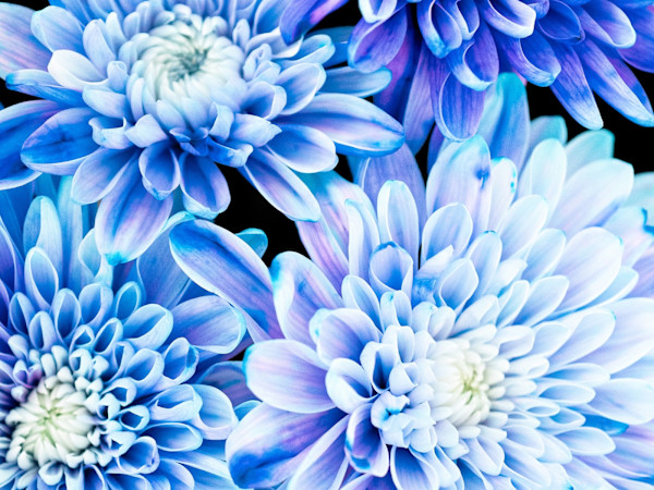 Dancing In The Moonlight by Pamela Beck