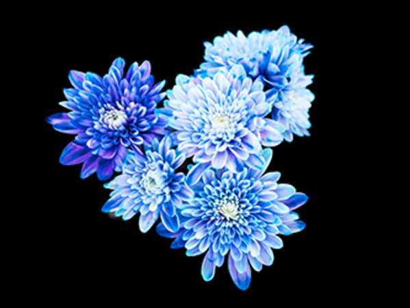 Botanical Glow by Pamela Beck