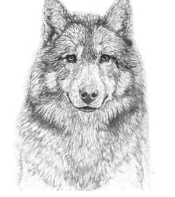 Portrait of a Wolf by Kent Laforme