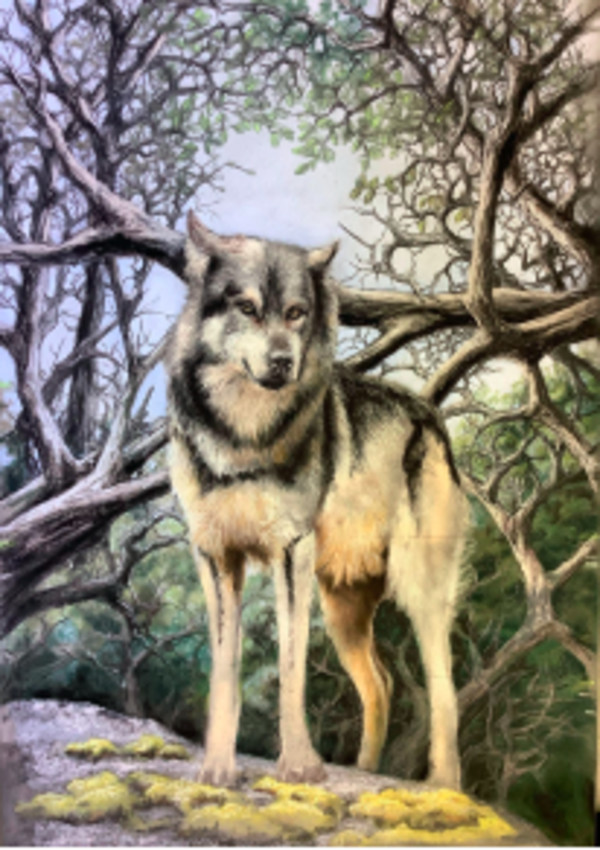 Takaya - Lone Wolf by Penny Woodworth