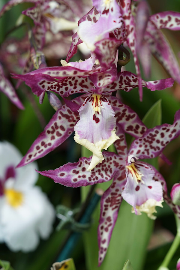 Spotted Lady Orchid by Denise Gunter, Image 1.