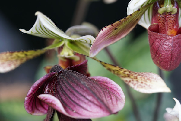 Venus Slipper (Orchid) by Denise Gunter, Image 1.