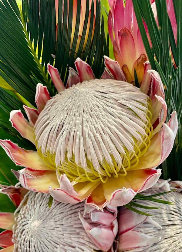 Majestic King Protea by Denise Gunter, Image 1.