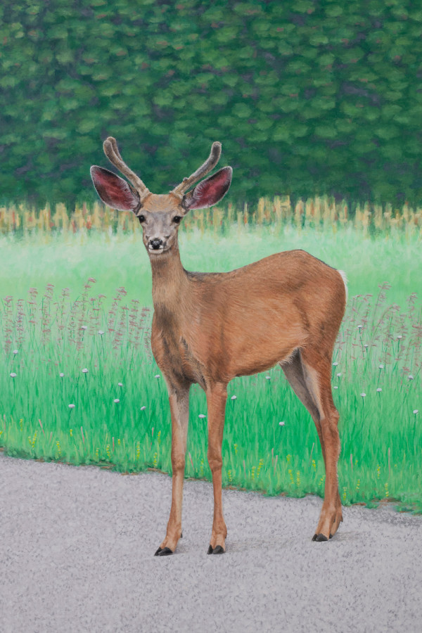 Look Here Sweet Deer by Christine O'Brien