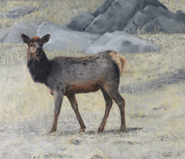 Soda Creek Elk by Christine O'Brien