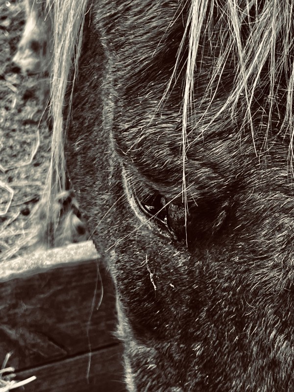 Hallelujah Stallions by Suzy Johnson, Image 1.
