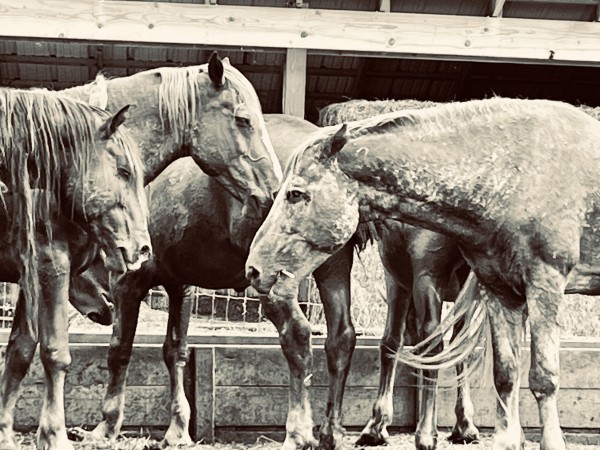 Staying Together Sheldon Stallions by Suzy Johnson, Image 1.