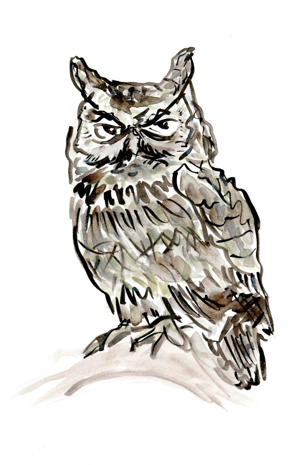 Seamus Owl by JJ Hogan