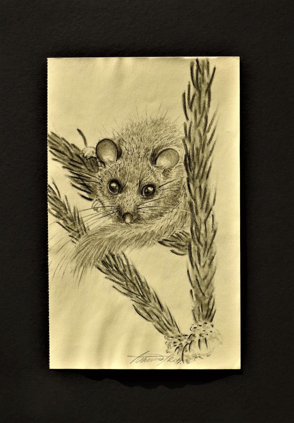Dormouse