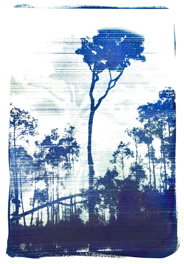 Kahikatea by Adi Tait
