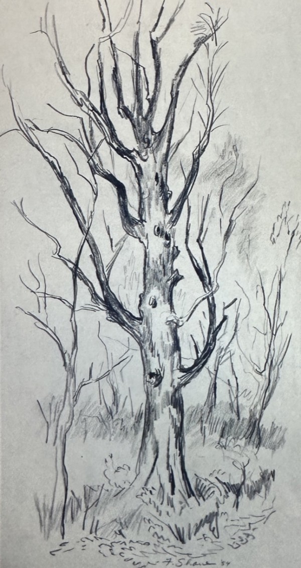 "Old Tree" named by CLL by Fred Shane, Image 1.